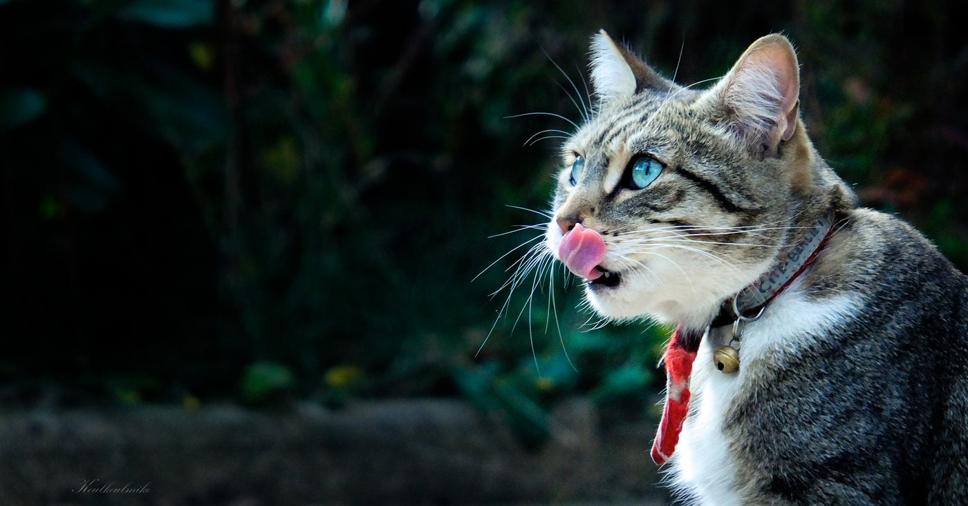 furry cats deals
